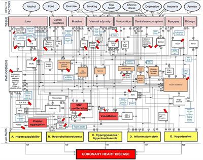 Using a Systems Approach to Explore the Mechanisms of Interaction Between Severe Covid-19 and Its Coronary Heart Disease Complications